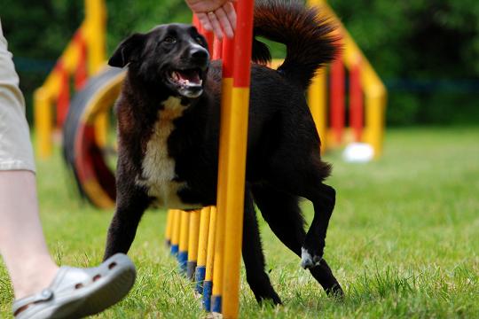 Dog Obedience and Agility classes in Dublin North