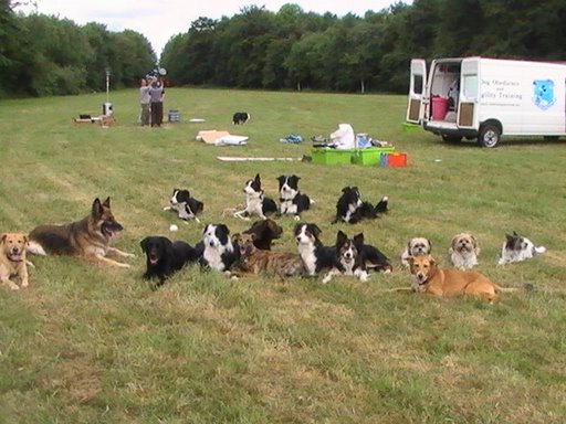 Obedience – Dublin Dog Training